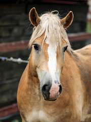 Obraz premium portrait of a horse with a light mane - 2