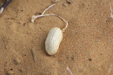 peanut harvest near Hoopstad in South Africa