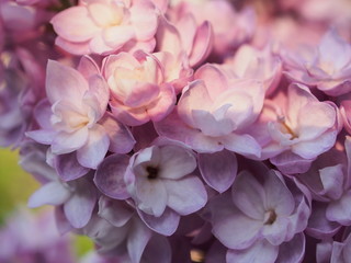 Lilac buds of lilac flowers. Bunches of buds. It's spring.
