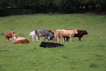 herd of cows