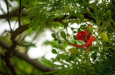  royal poinciana
