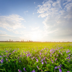 beautiful green field with flowers at the sunset