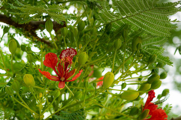  royal poinciana