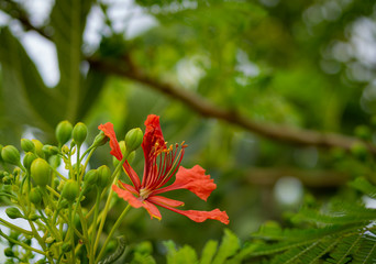  royal poinciana