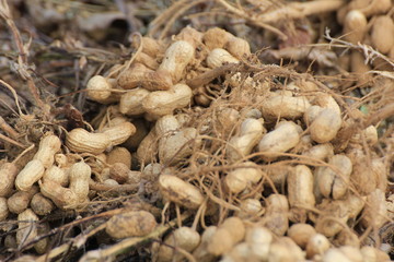 peanut harvest near Hoopstad in South Africa