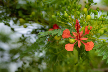  royal poinciana