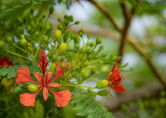  royal poinciana