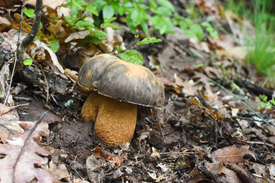 Boletus mushroom (Boletus aereus) in the forest. King mushroom, dark cep or bronze bolete