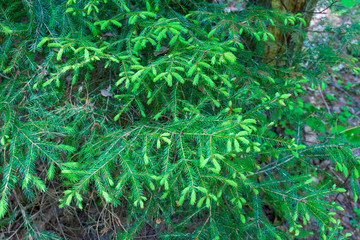 green background with grass