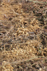 peanut harvest in South Africa