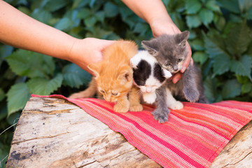 young girl holding three beautiful kittens outdoor adoption concept. homeless kittens. the problem of stray animals