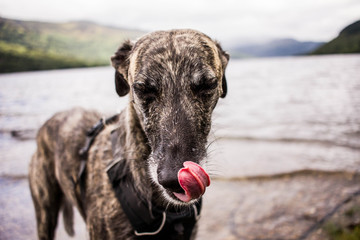 Dog licking nose in scottish loch