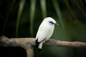 White exotic bird on a branch