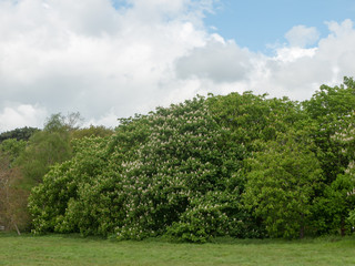 beautiful scene outside in nature with trees and sky