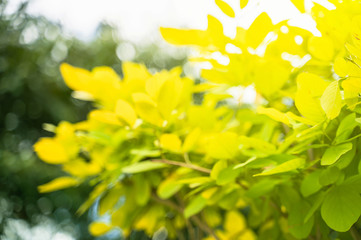 Green leaf background, bright sky, at Narathiwat, Thailand.