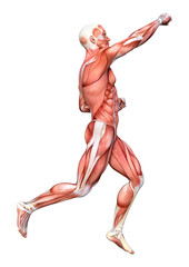 3D Rendering Male Anatomy Figure on White