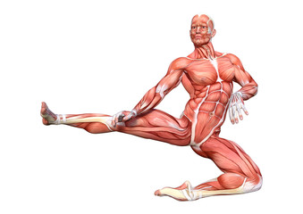 3D Rendering Male Anatomy Figure on White