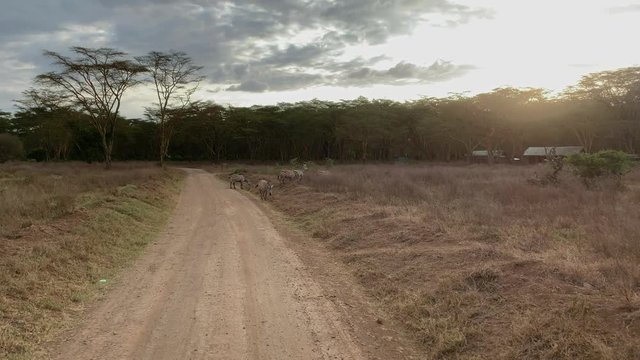 Zebras on a road in Maasai Mara National Reserve at dusk