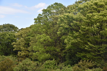 Fototapeta na wymiar Green tree forrest in Autum season background 