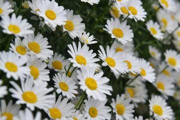 daisies flowers in the garden 