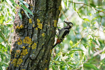 Close up Syrian woodpecker or Dendrocopos syriacus on tree next to its hole