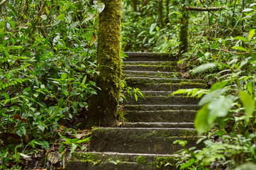 Obraz premium green steps
