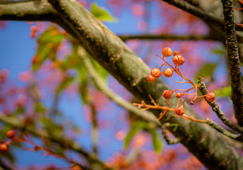 Illawarra flame tree