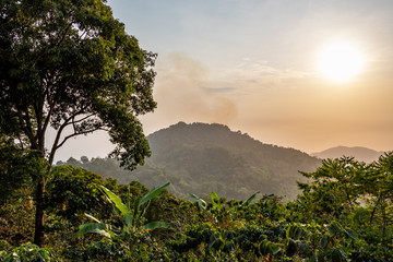 fresh green jungle nature in the mountains of colombia