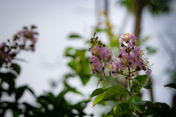 pink tree blossom