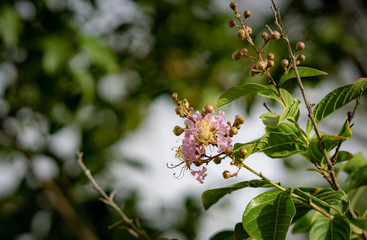 pink tree blossom