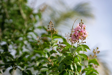 pink tree blossom