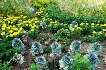 Brassica oleracea var.acephala