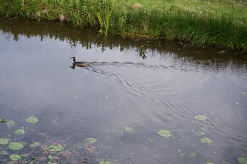 Duck in the pond