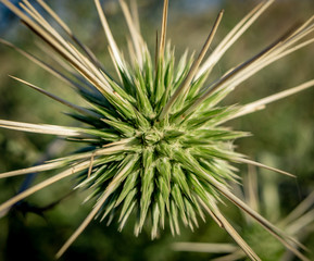 echinops