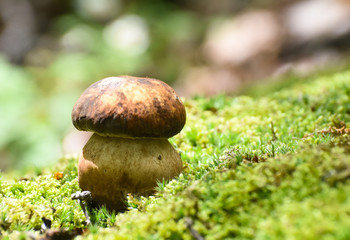 Boletus mushroom (Boletus aereus) in the forest. King mushroom, dark cep or bronze bolete