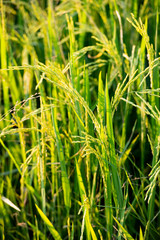 Rice green field landscape agriculture