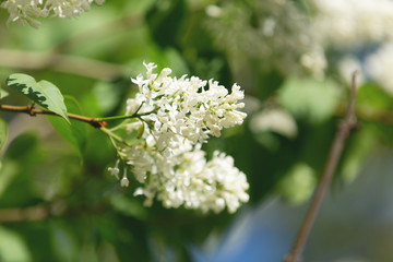 Blossoming White lilac branch in the garden. Selective focus. Flowers background