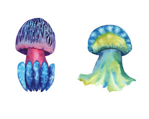 hand drawn watercolor jellyfish illustration. set with isolated medusa on white background