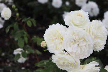 Beautiful white roses from the nature