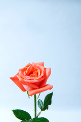 Orange rose flower on white background