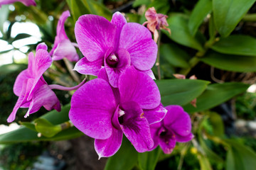 orchid bloom in garden
