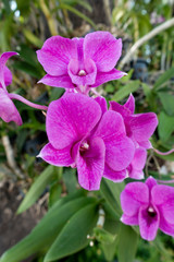 orchid bloom in garden