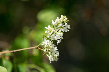 Blossoming White lilac branch in the garden. Selective focus. Flowers background