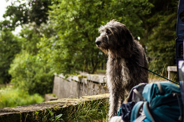 Irish wolfhound travelling outdoors