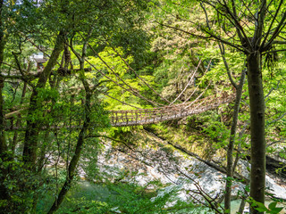 徳島県 三好市 祖谷のかずら橋