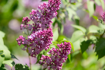 Spring blooming lilac blossom view. Lilac flowers background.