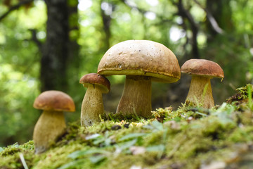 Boletus edulis, edible mushroom in forest. Porcini mushroom healthy and delicates food