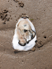 Beautiful coastline scene objects close up background