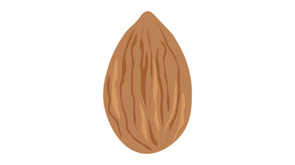 Almond nut isolated vector illustration