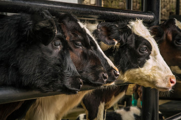The calves at dairy farm